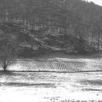 BUTTERNUT- BEND CORN FIELD